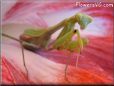 praying mantis mantid picture