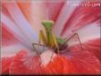 praying mantis mantid picture
