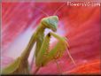 praying mantis mantid picture