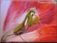 praying mantis mantid picture