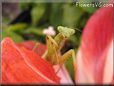 praying mantis mantid picture