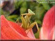 praying mantis mantid picture