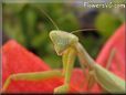praying mantis mantid picture