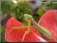 praying mantis mantid picture