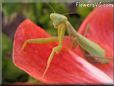 praying mantis mantid picture