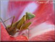 praying mantis mantid picture