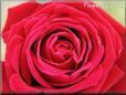 rosa rojo