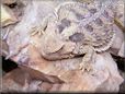 desert horned lizard