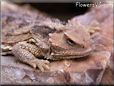  adult horned lizard pictures