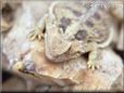 horned lizard pictures