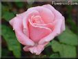 bright pink rose flower pictures