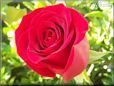 rose_bright red bloom big
