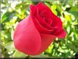 rose bright red bloom flower