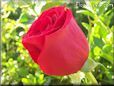 rose bright red bloom garden