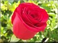 rose bright red bloom medium