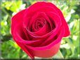 rose bright red bloom photo