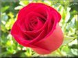 rose bright red bloomed flower