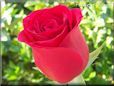 rose bright red bloomed green background