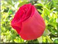 rose_bright_red bush