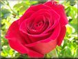 rose bright red bush bloom
