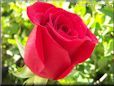 rose bright red bush bloomed big