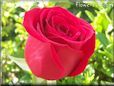 rose bright red garden bush bloomed