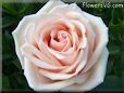 rose light pink white beautiful garden flower