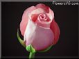 pink rose flower pictures