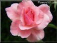 rose pink flower bloom