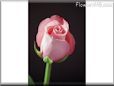 rose pink flower long stem