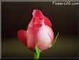 rose pink flower photograph