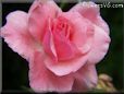 rose pink garden bloom
