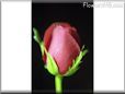 rose pink short stem
