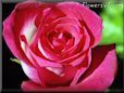rose red_white flower