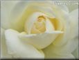 rose white_beautiful