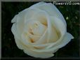 rose white beautiful big _flower