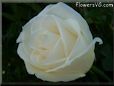 rose white beautiful large flower