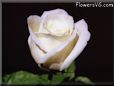 white rose flower pictures