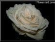 rose white flower black background