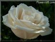 rose white single bloom flower