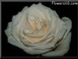 rose white single flower black background