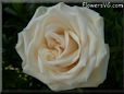 rose white single garden flower