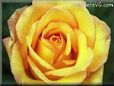 rose yellow red flower
