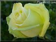 rose yellow single flower