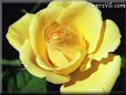 rose yellow single flower bloom