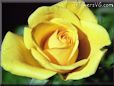 rose yellow single flower petals