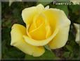 rose yellow single garden flower