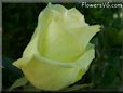 rose yellow single unbloomed