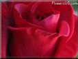 maroon rose flower pictures