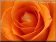 orange rose flower pictures